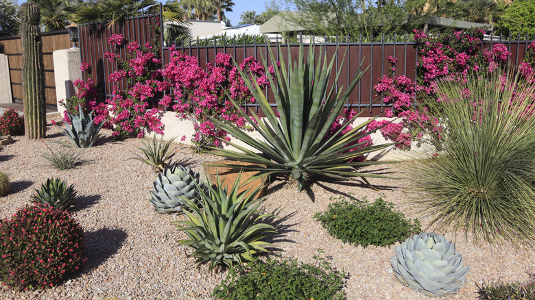 A xeriscaped gravel garden features bougainvillea, succulents, and other plants that can withstand drought