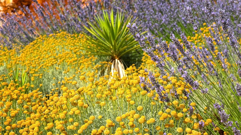 Lavender and other drought-tolerant plants grow in a meadow garden