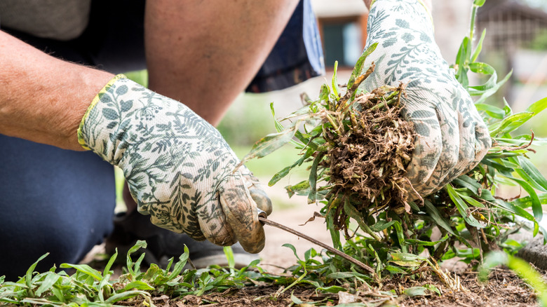 A gardener tears grass off a garden path