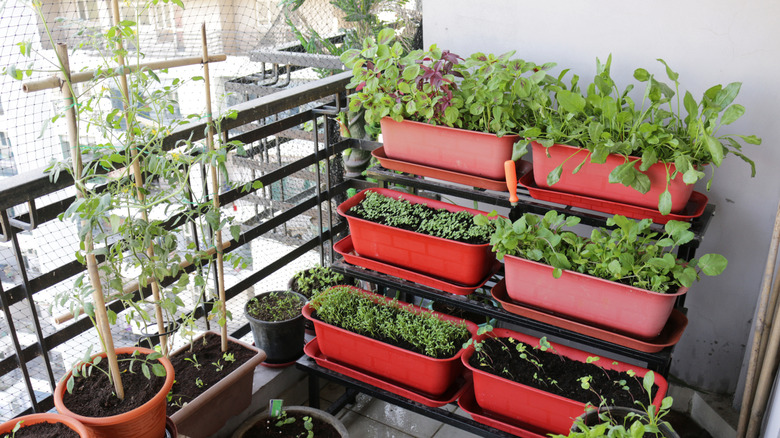 A micro garden on a balcony in a city
