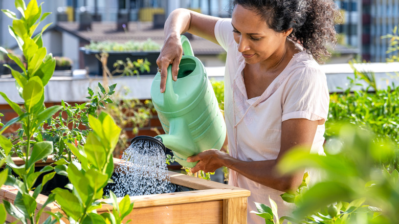 Woman watering her plants on a rooftop balcony