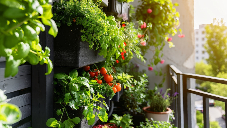 A range of vegetables and herbs growing in a micro garden