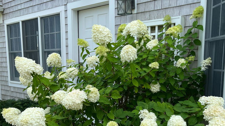White hydrangeas in front of a home