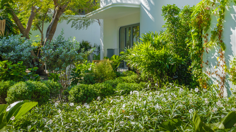 A variety of green plants in front of a white home