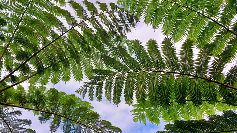 Tree ferns covering the sky