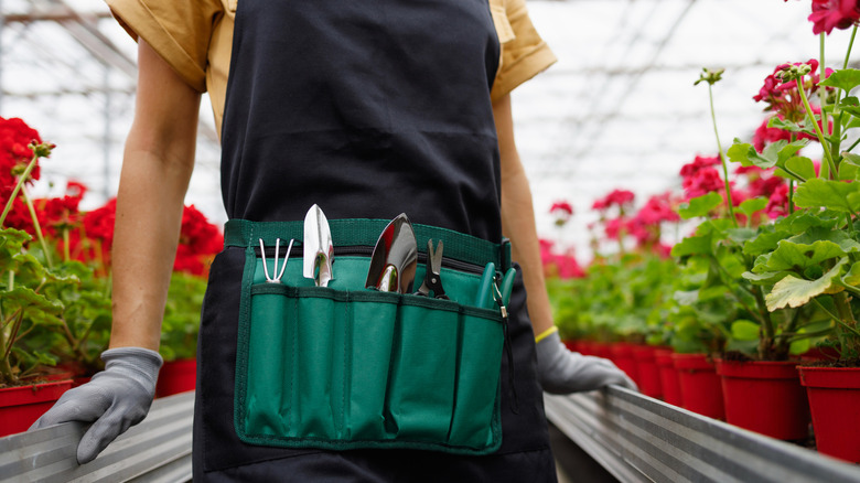 A person with a garden tool belt and apron on, waling through a greenhouse of geraniums.
