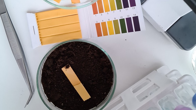 Top view of a pH test strip in a small dish filled with soil