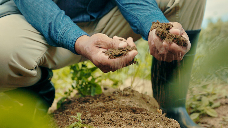 Person sifting through the soil near a plant