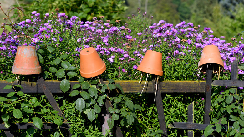 Terracotta plant pots  earwig trap