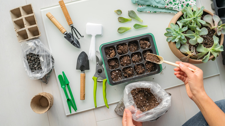 Garden supplies and succulent plant