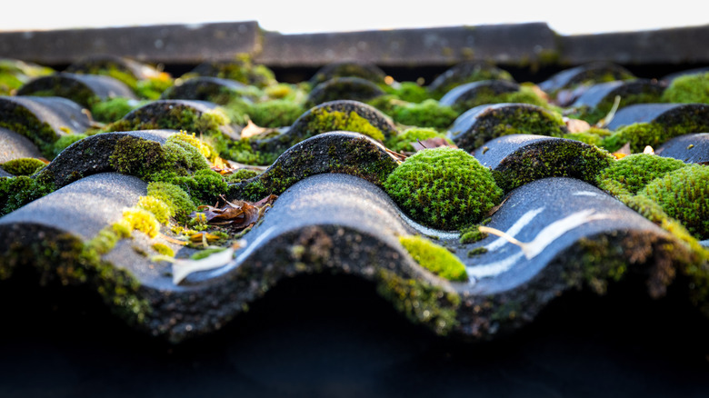 close up of roof with moss