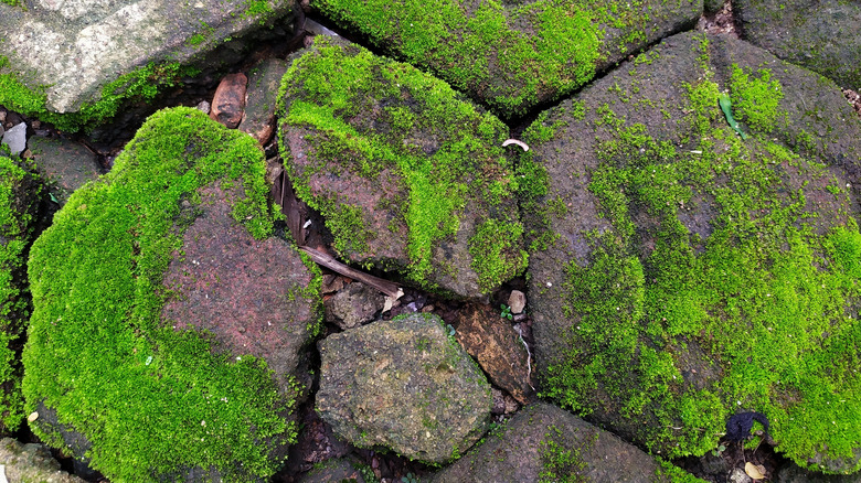 pavers covered in moss