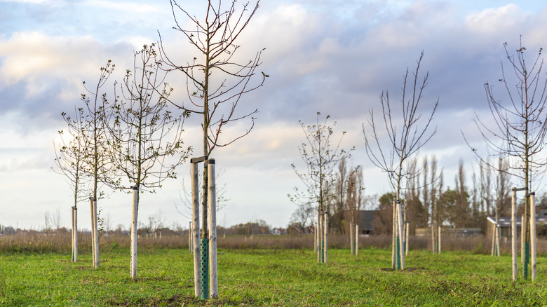 young trees with posts