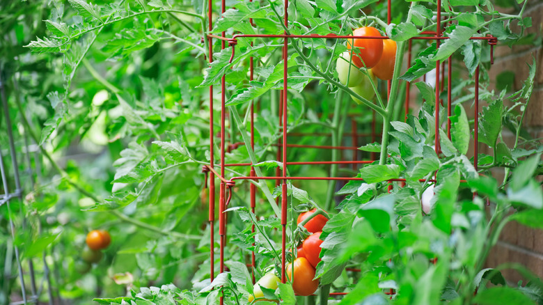 tomato plants growing in cage
