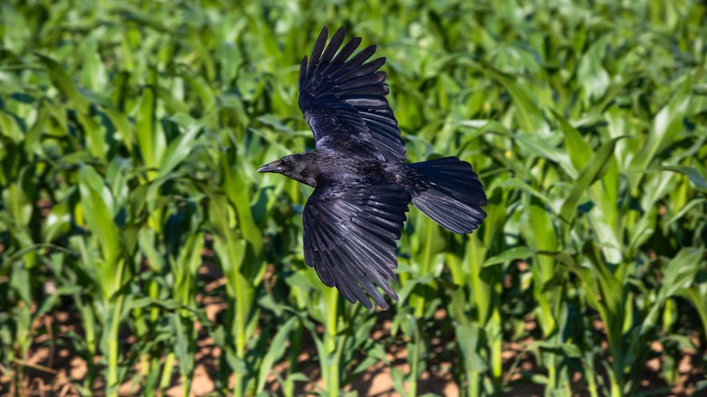 Crow flies above corn field