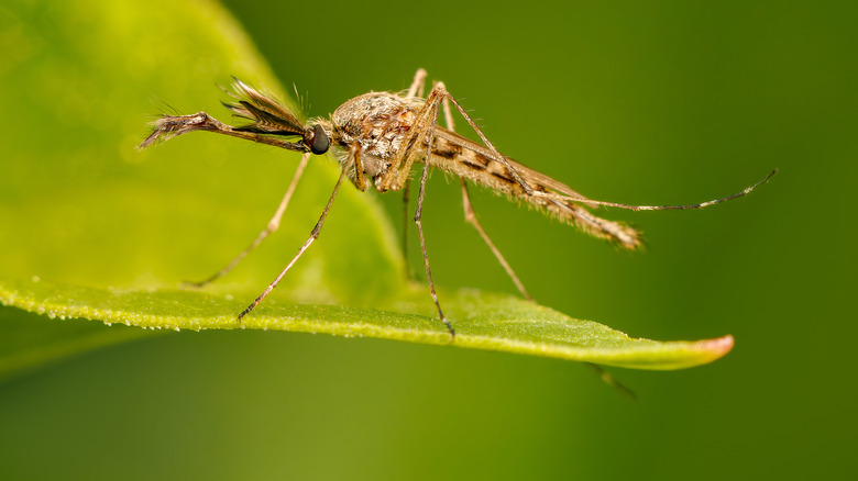Mosquito on a green leaf