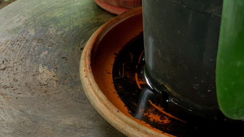 Stagnant water underneath flower pots