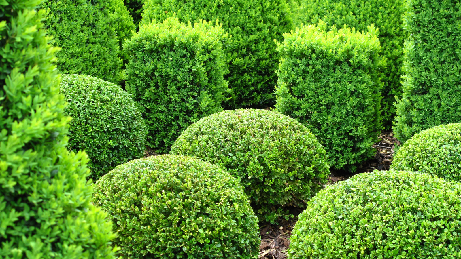 Soft Touch Holly Vs Boxwood: Best Shrubs for Your Garden