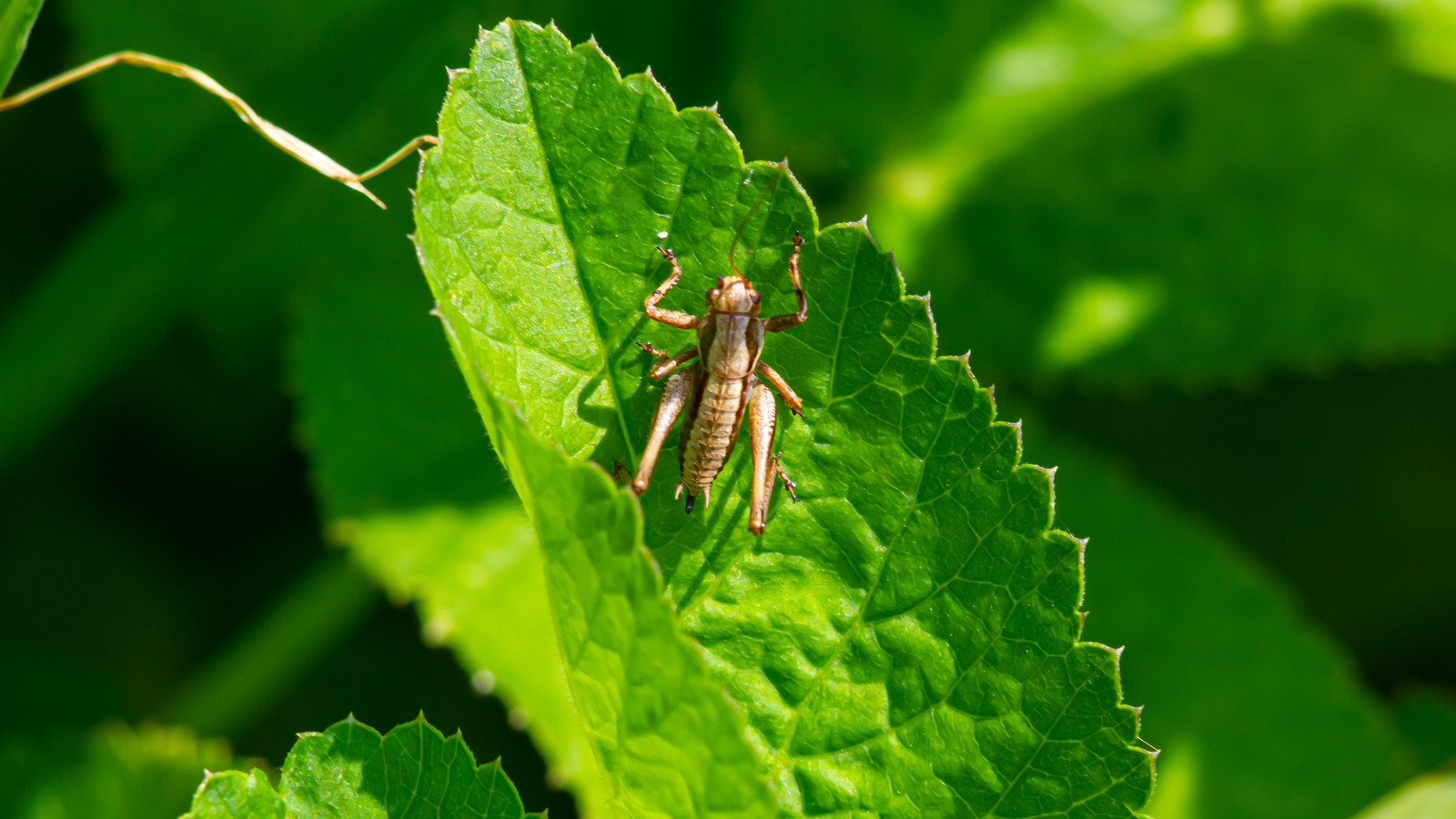 The Gardening Mistake That's Secretly Attracting Crickets To Your Yard