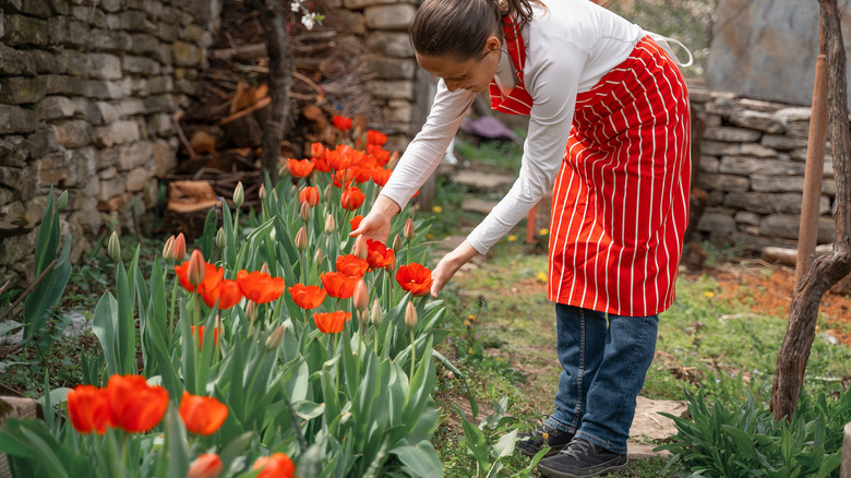 Gardener tending red tulips