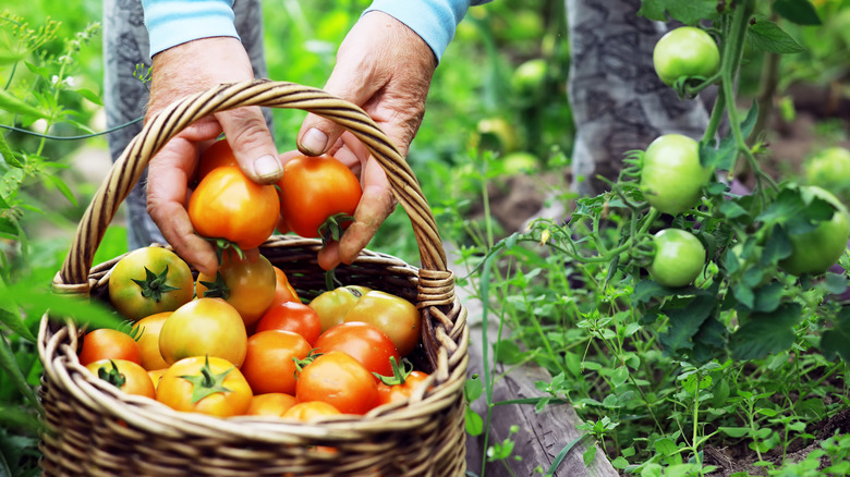 gardener harvesting tomatoes