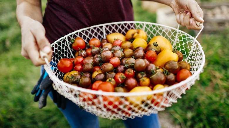 person holding variety of tomatoes