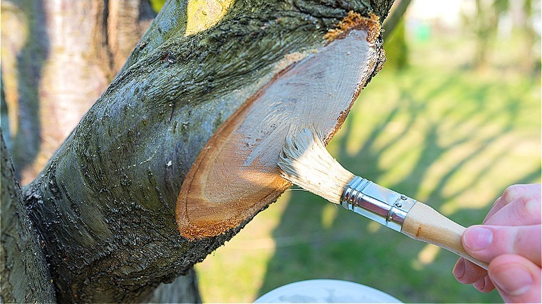 Hand painting tree wound 