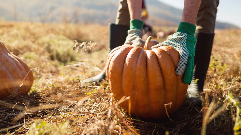 Gardener grasps pumpkin in patch