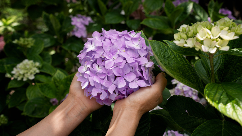 Hands holding purple hydrangea