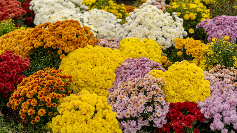 chrysanthemums