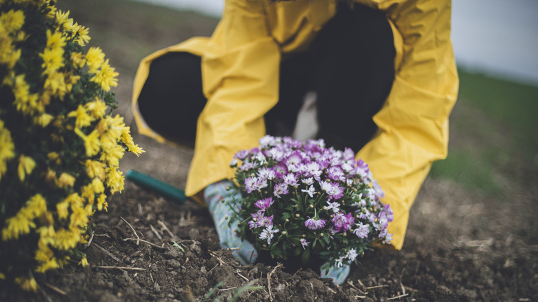 planting chrysanthemums