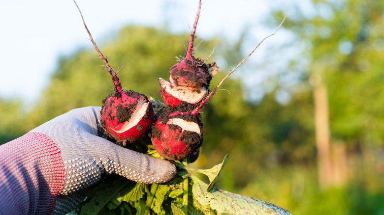 A gloved hand holds a small bunch of cracked radishes with leaves attached.