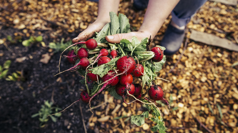 A pair of hands hold a large bunch of radishes with leaves attached above a mulched garden.