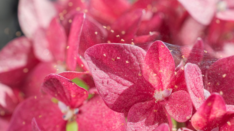 Spider mites on hydrangea flowers