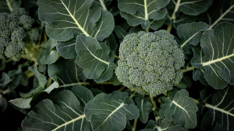 Broccoli plant with bright green leaves