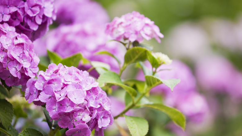 Pink hydrangea blooms