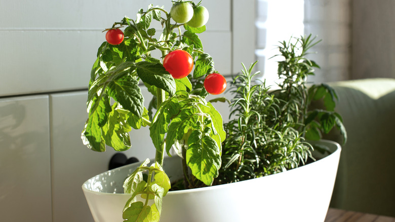 Cherry tomatoes and rosemary growing indoors in a white pot
