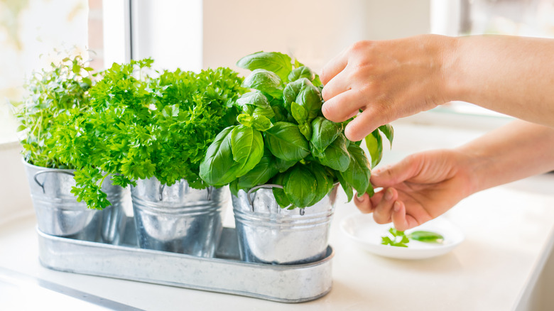 Hands harvesting potted basil growing on a kitchen countertop