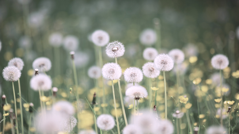 Dandelions with seed heads grow in a field.