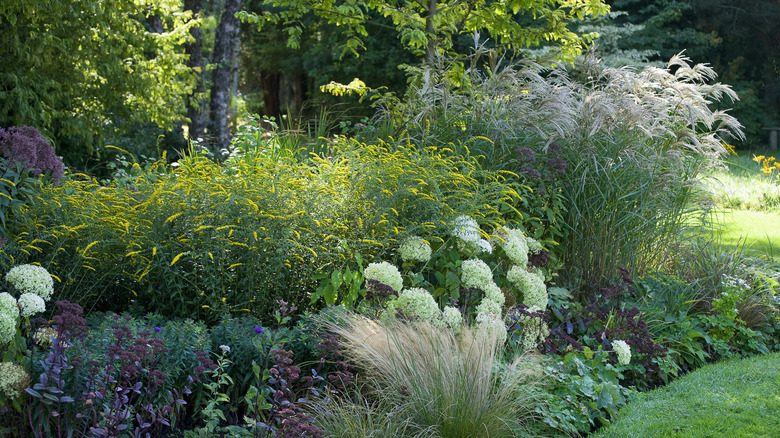 Grasses, hydrangeas, and other plants grow together in a mixed border.