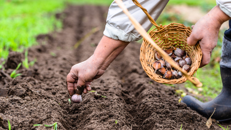 person harvesting garlic