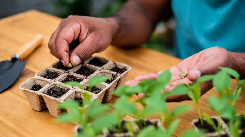 Person planting seeds