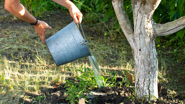 Person pouring a bucket of water 