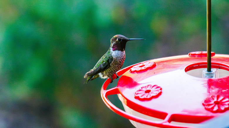 A hummingbird perched on a red feeder