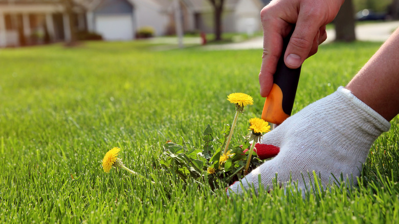 Person removing dandelion weeds from a lawn with gloves