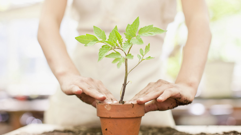 person working with a seedling