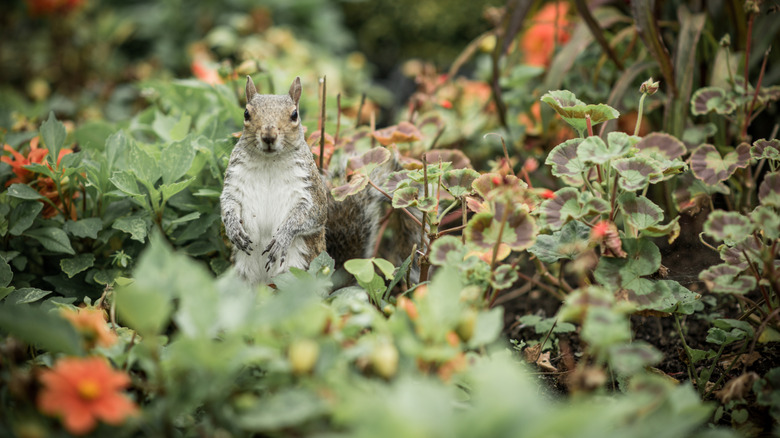 A squirrel sits in a garden.