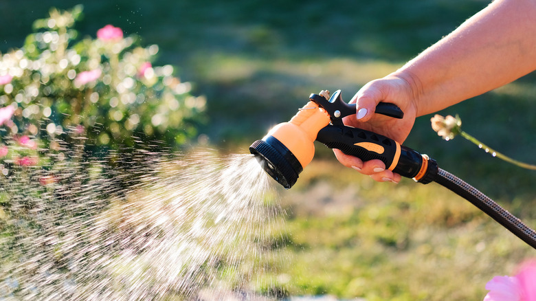 person watering flowers in a yard with water hose