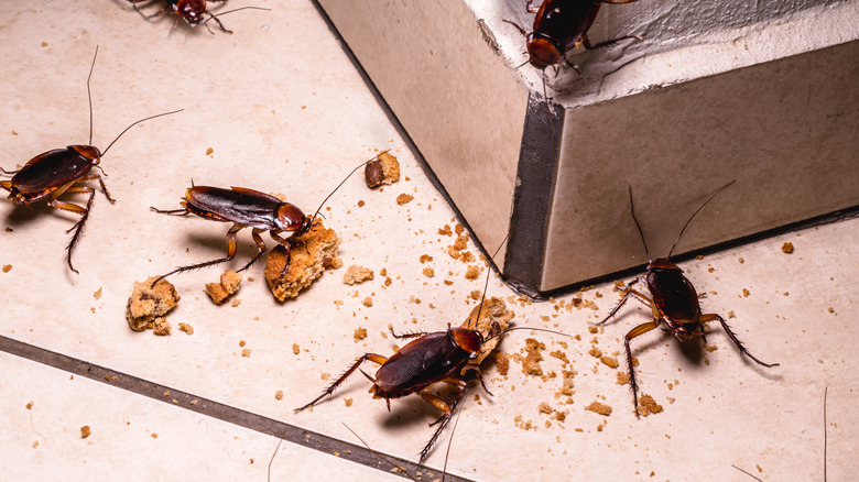 cockroaches in house