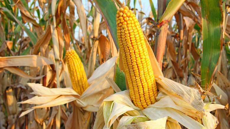 Stalks of popcorn